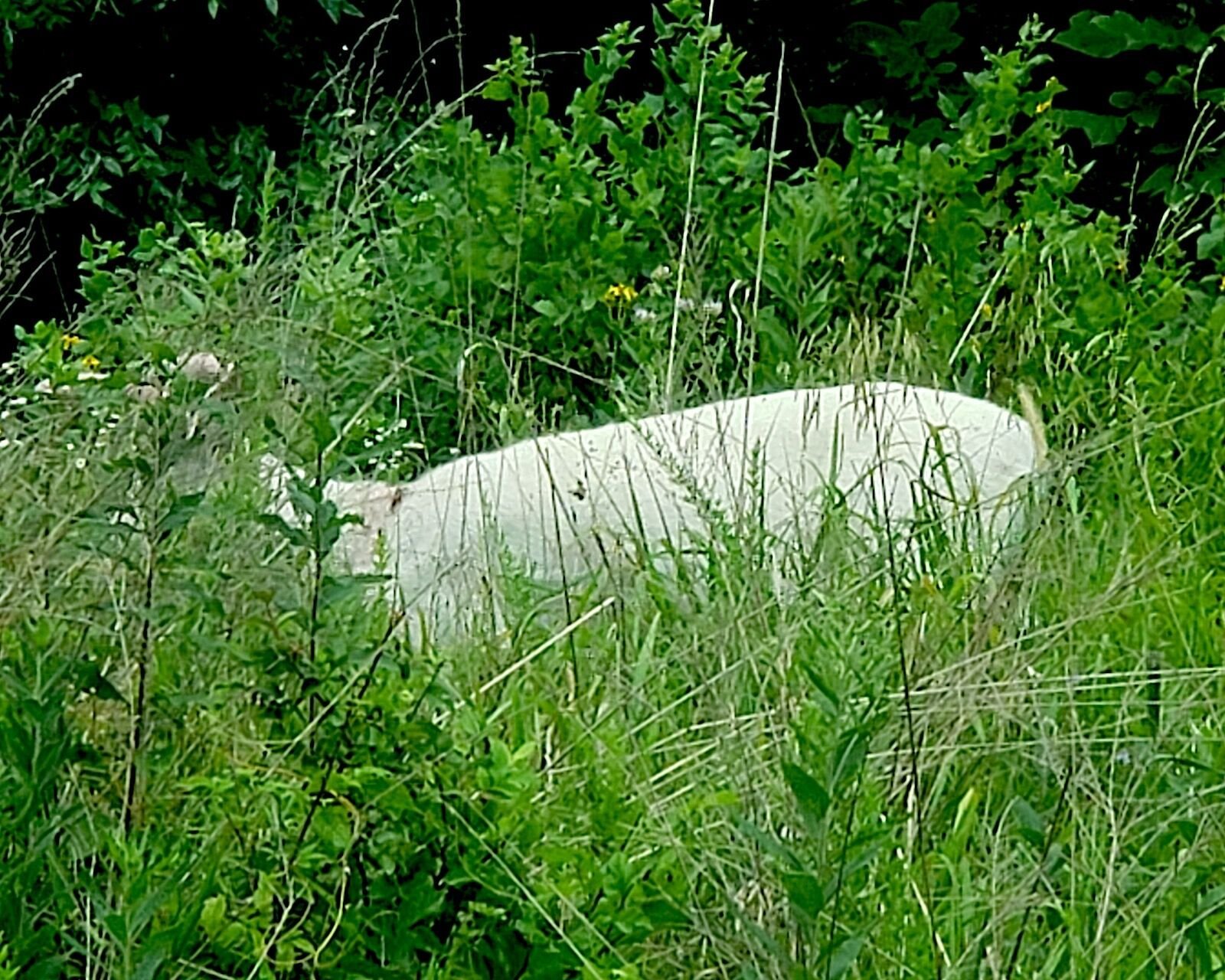 Albino Deer - Buck In Velvet - Laurie/Gravois Mills